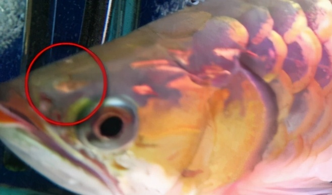 龙鱼常见疾病及治疗方法,龙鱼疾病找哪里救治