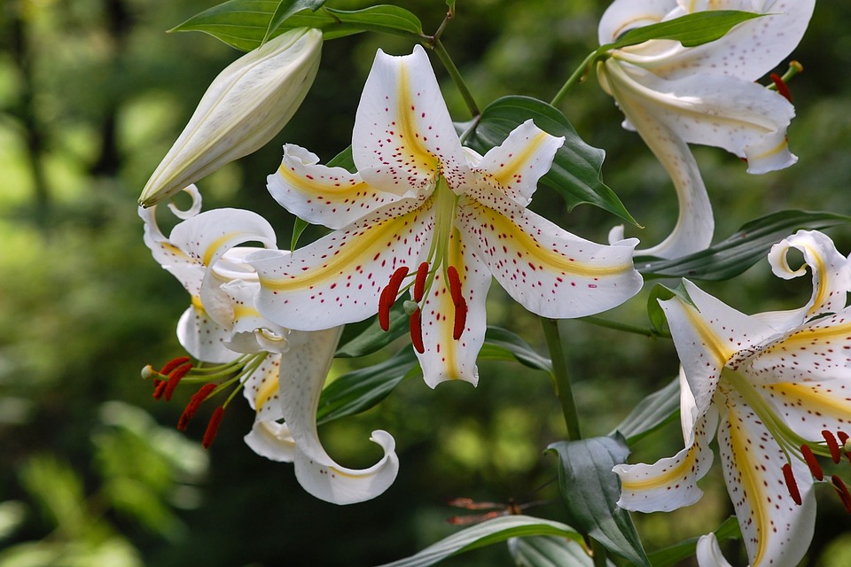 樱花植物有哪些品种,植物世界系列
