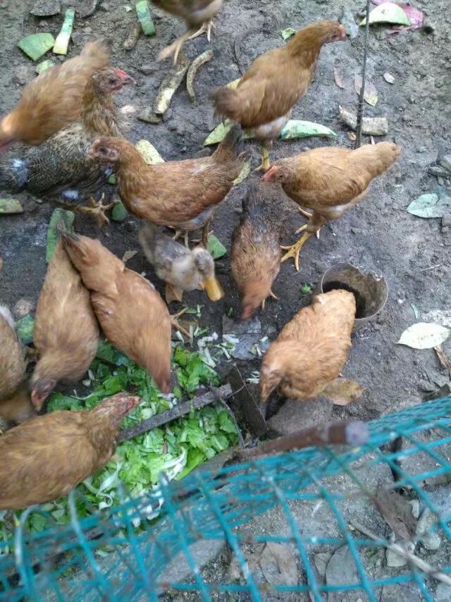 洛阳养子沟旅游,养子沟攻略