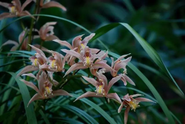 兰花生病怎么治最有效果,兰花病害怎么治愈