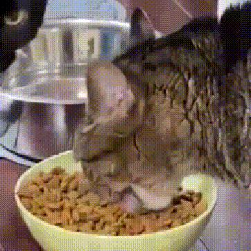 天天吸猫猫毛会被吸进身体里吗,肺里能吸进猫毛么