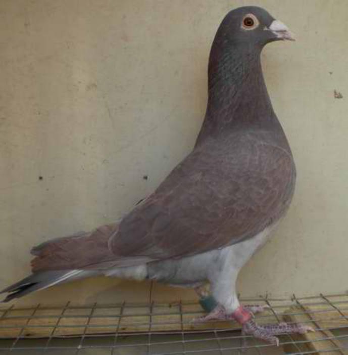 赛鸽比赛前这几个问题要重视,赛鸽备战秋赛完整版