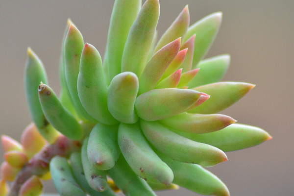 多肉千佛手叶片发蔫？这4种情况都有可能导致，看看如何解决！