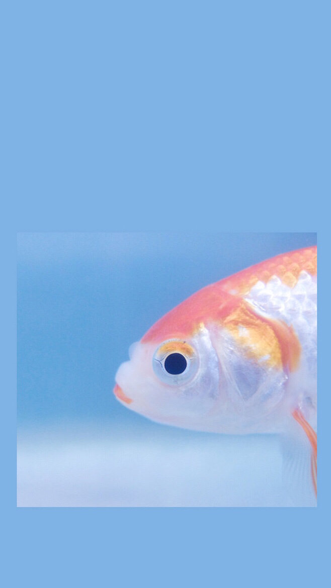 手机壁纸集留下你想要的图集,四季精美手机壁纸集锦