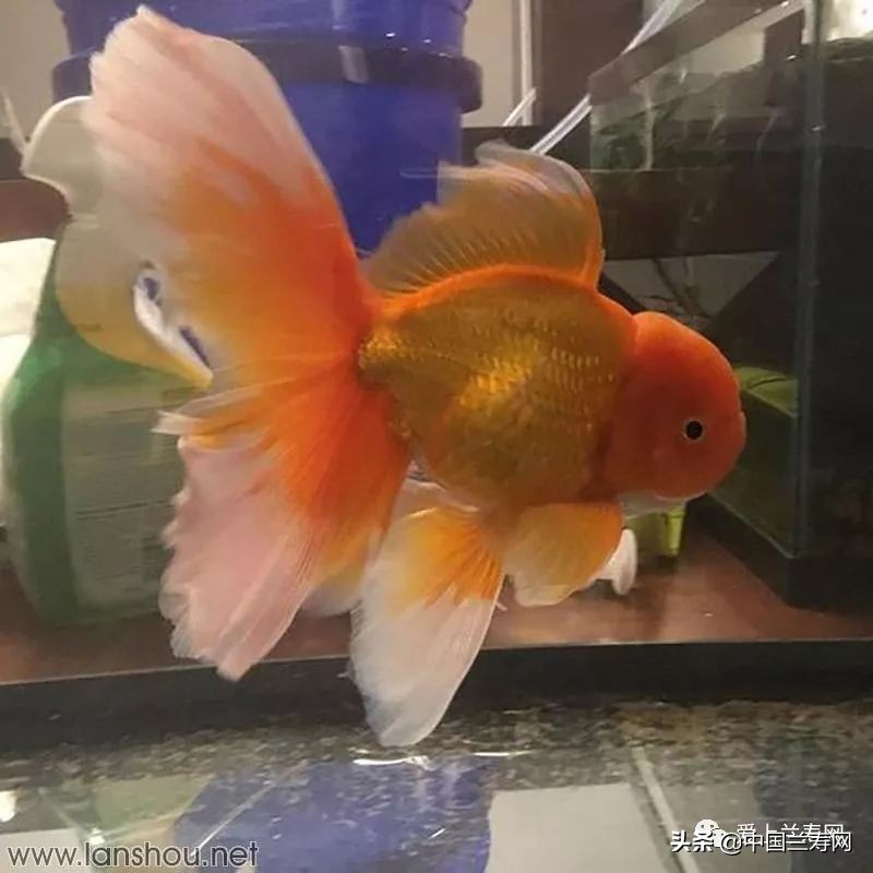 那些企图拿尾巴征服世界的金鱼们