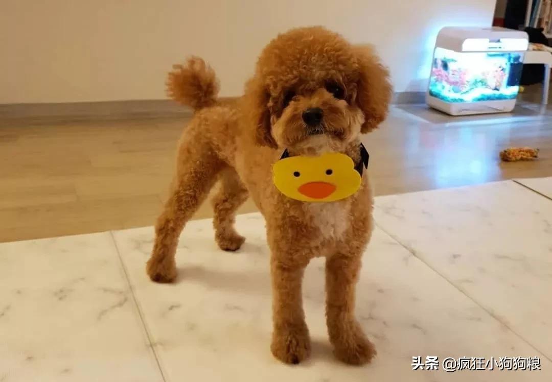 小泰迪能做立耳吗,立耳小泰迪视频