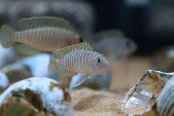 好养好看又有趣的几种观赏鱼,奇葩又好养的观赏鱼