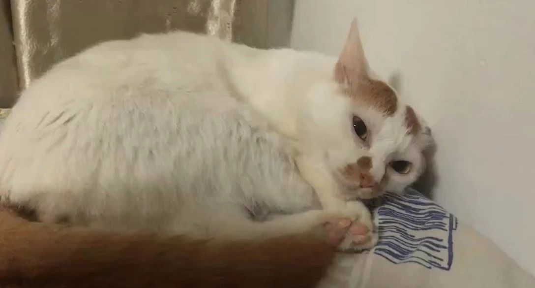 猫为什么不能多吃谷物,猫咪喜欢吃狗粮怎么办