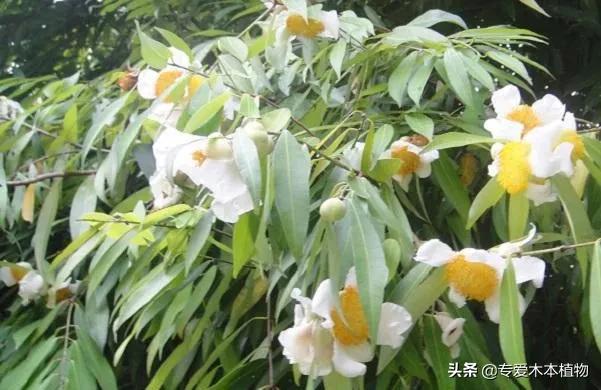 四大名木三大贡木,铁力木和明清铁力木