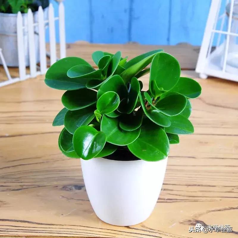 30cm水陆缸适合养什么,水陆缸植物前景中景后景搭配介绍