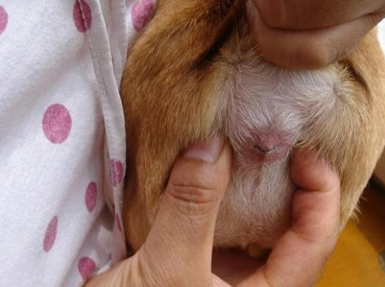 狗狗体味重用碘伏洗澡有用吗,狗狗体味对人的影响