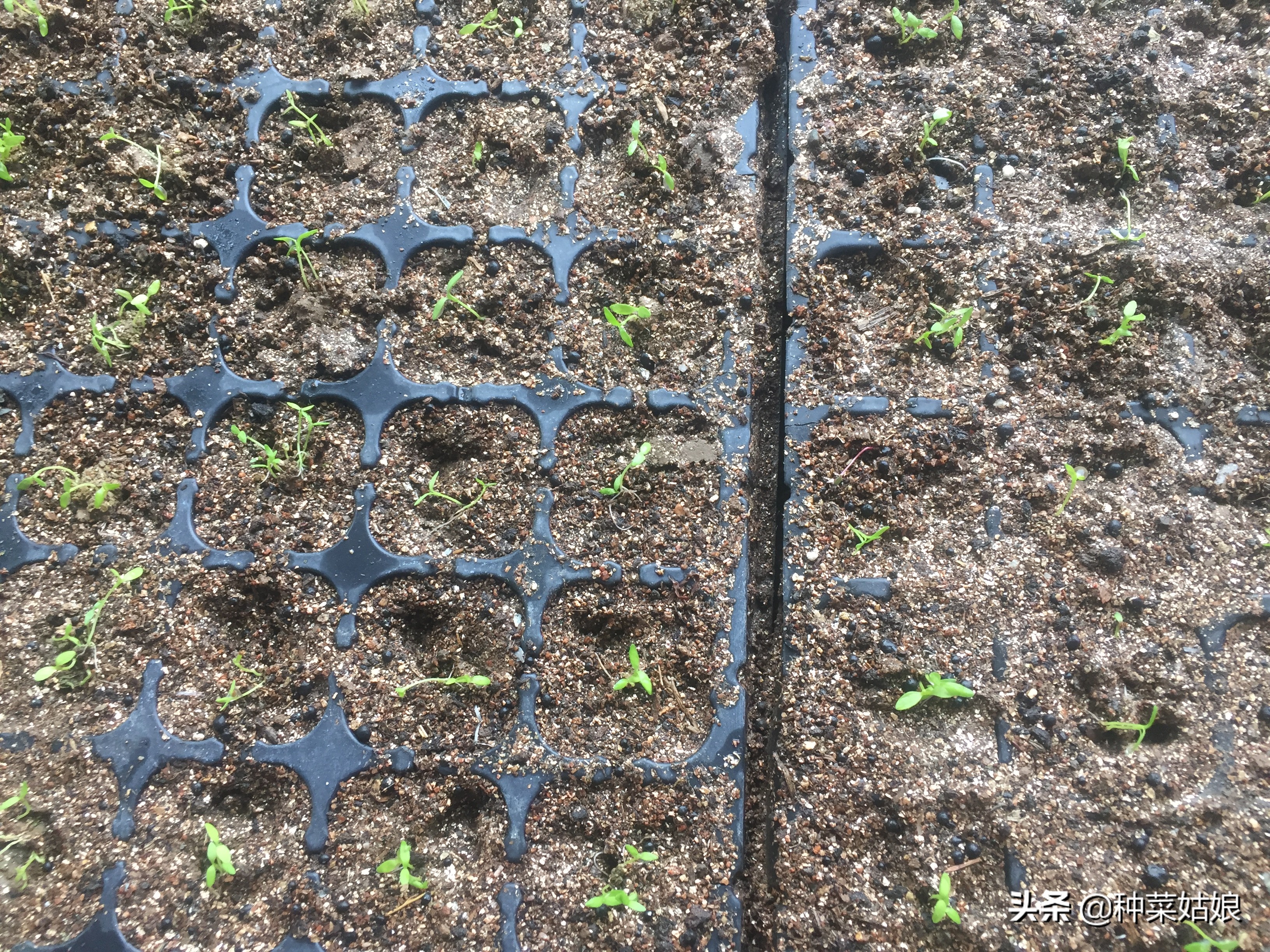 种菜小苗又细又长怎么处理,种菜出苗太多怎么办