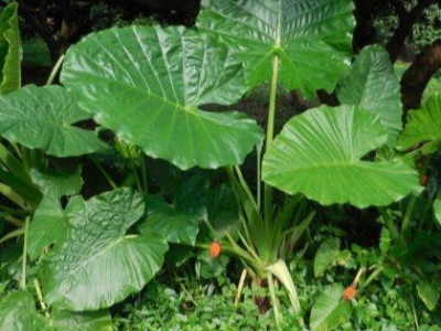 滴水观音叶子发黄是什么原因,滴水观音叶子发黄怎么办