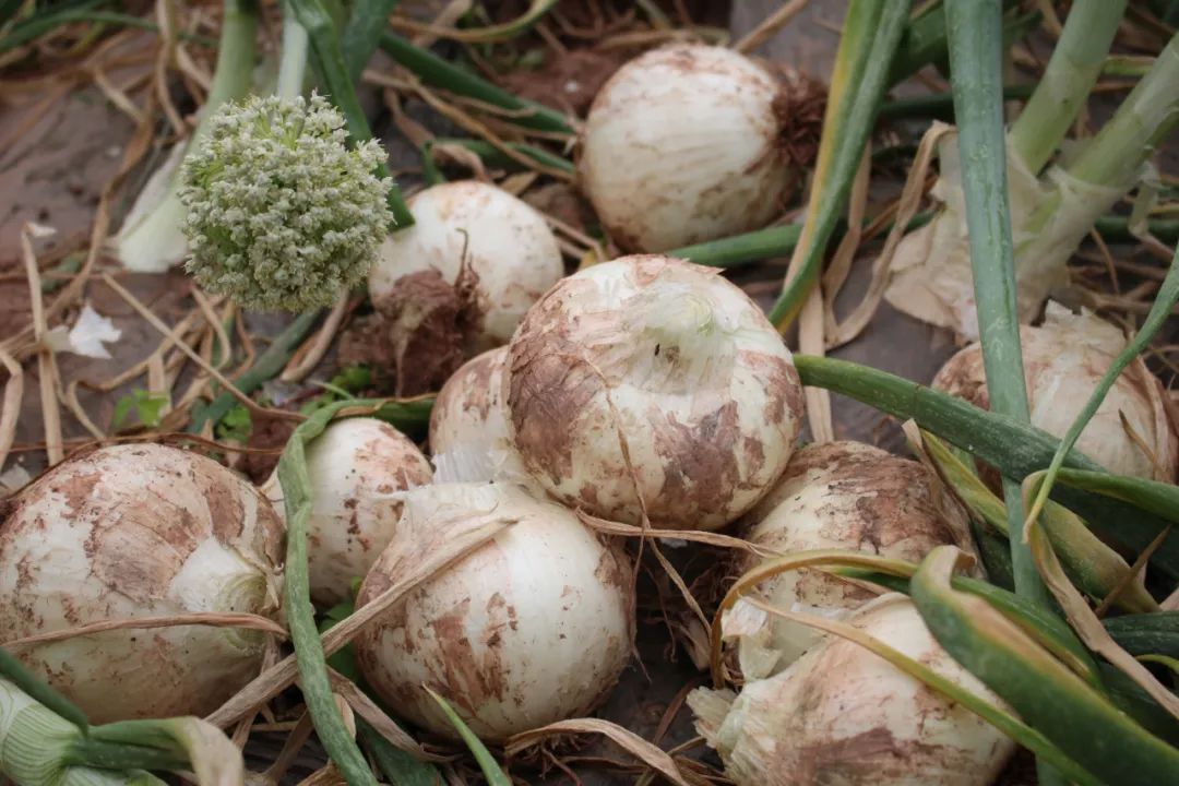 黄皮洋葱批发,黄皮洋葱今日报价