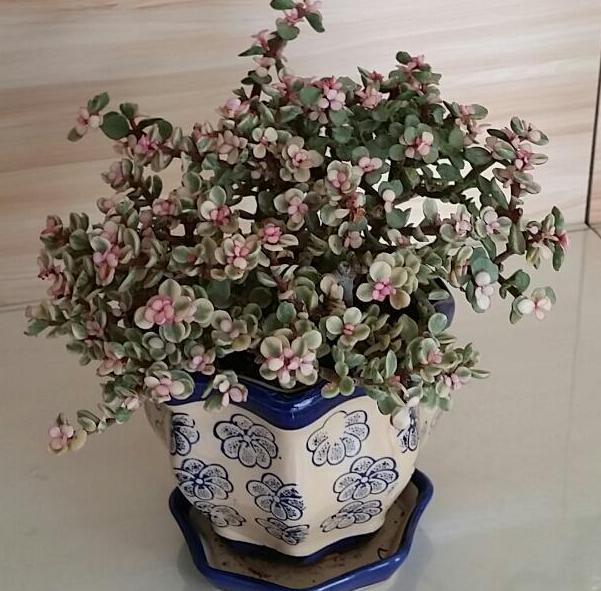 怎么挑多肉,最不易徒长的多肉排名