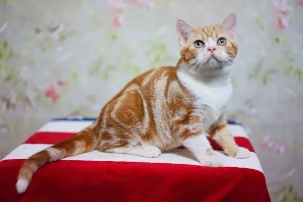 哪种猫好养又美短,好养的猫品种排行榜