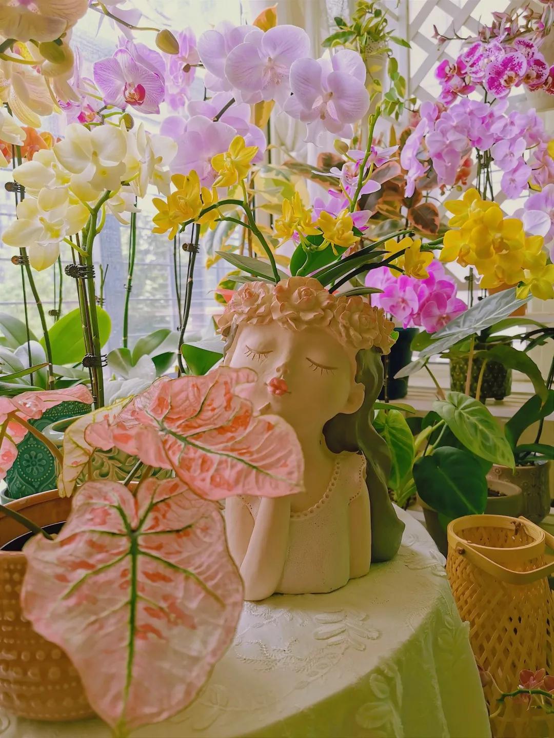 没花园怎么种花？从东北到广东，4位大神在室内种出植物园，绝美