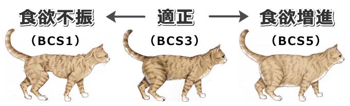 猫咪食欲不振是什么原因,猫咪食欲不振最佳解决方法