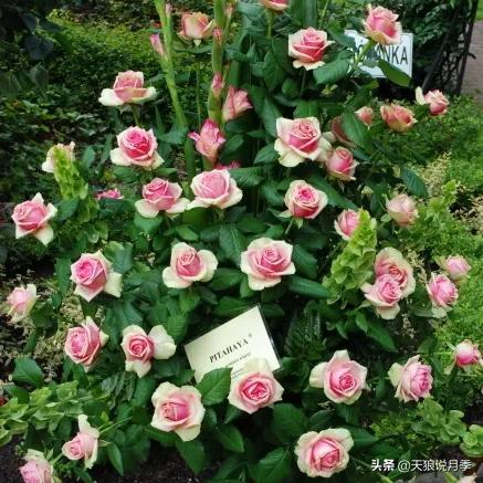 520你最想收到什么玫瑰,520这样的玫瑰你们喜欢吗