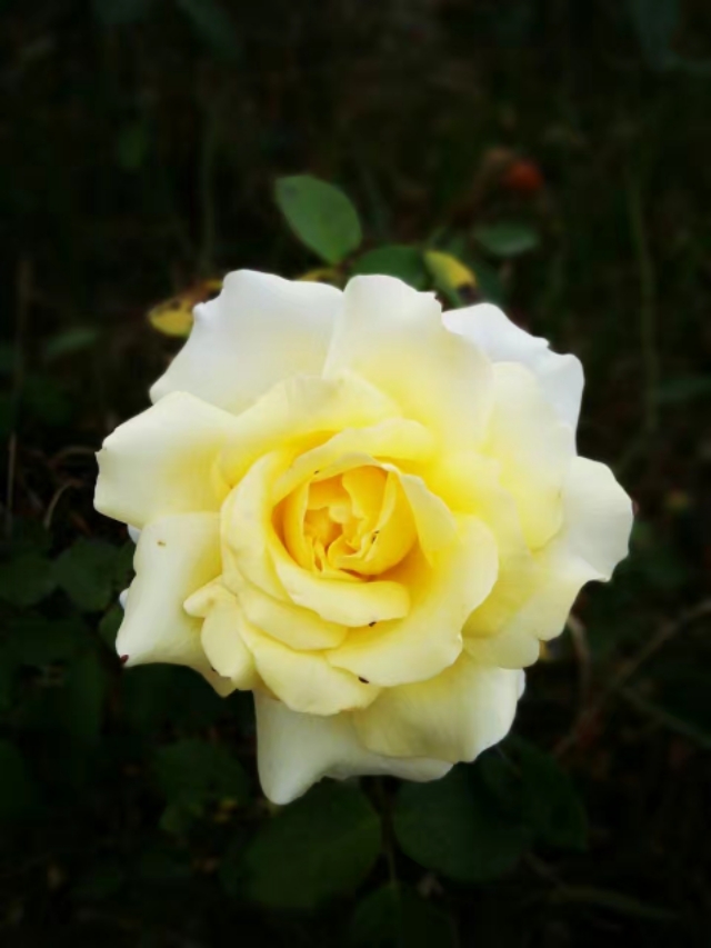 散文姥姥去世,散文姥姥原创