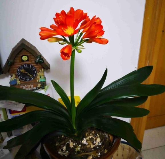 养君子兰的方法怎样管理才能开花,养君子兰做到勤观察生长更旺更壮