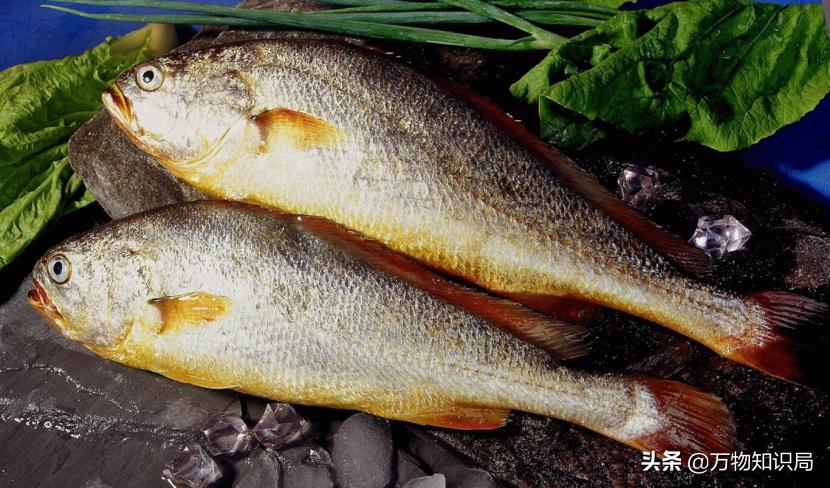 从喂鸡喂鸭到一条11万,我国狠心流放30年,为何还救不起一条鱼?