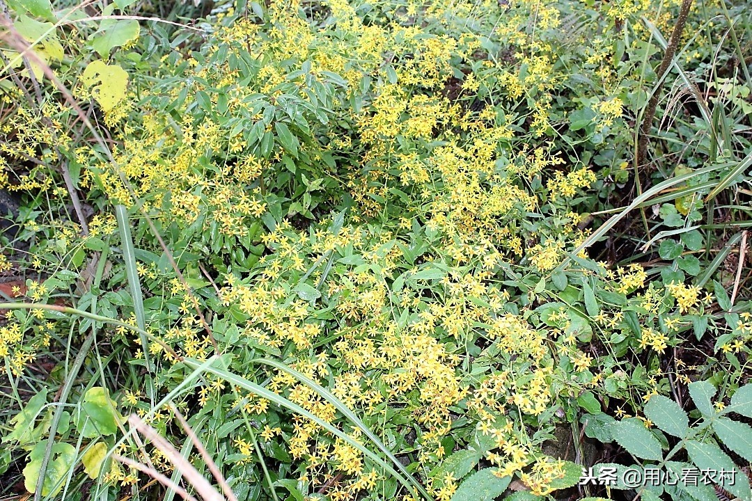 农村遍地的小黄花,农村的小黄花