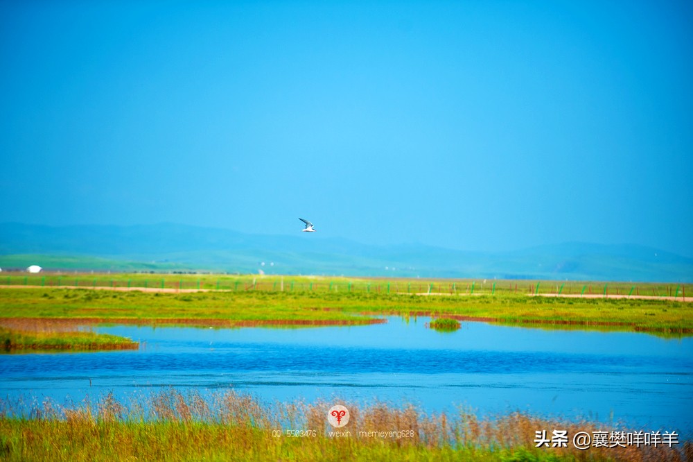 中国名马之乡,也是亚洲第一天然牧场