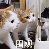 猫咪猫闹该怎么办？现在还有人相信棉签*法大**？