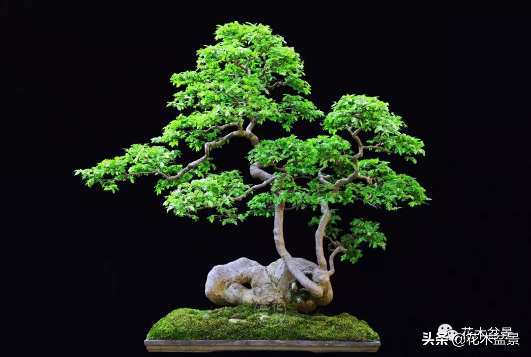 茶桌上养什么盆景植物,最好养的盆景植物推荐