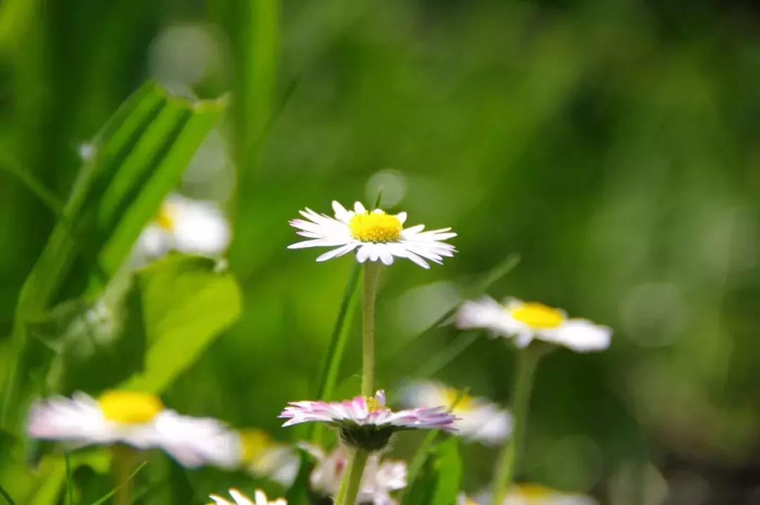 夜深花睡去最念是故人的出处,夜深花睡去唯美诗句