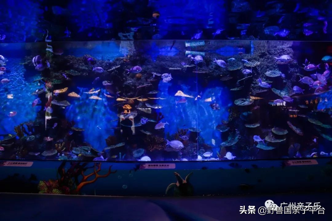 广州遛娃出游,广州遛娃3-4天攻略