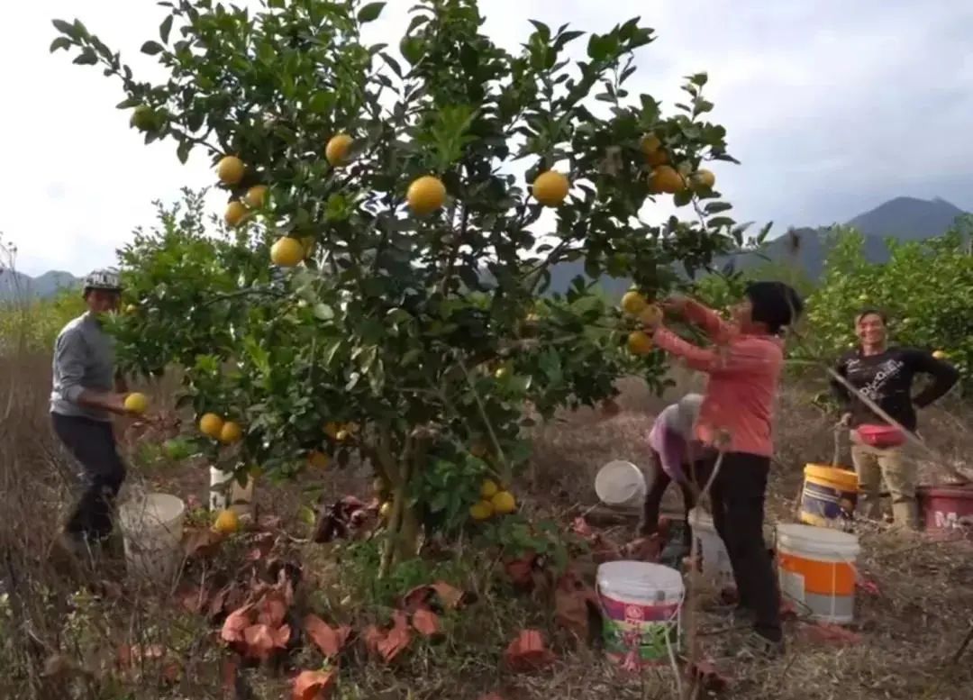 清远冬季水果,清远冬季水果采摘