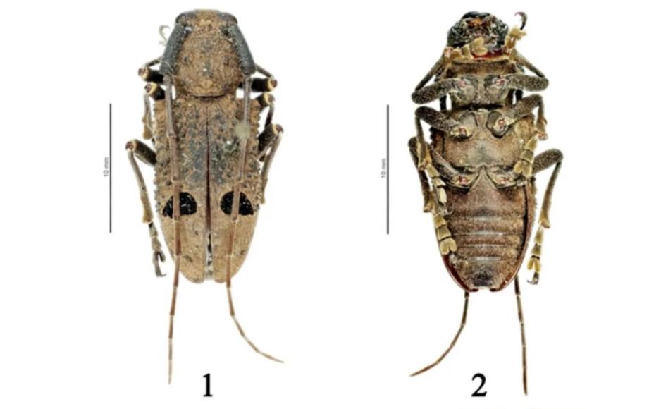 最新物种天牛,中国发现天牛物种