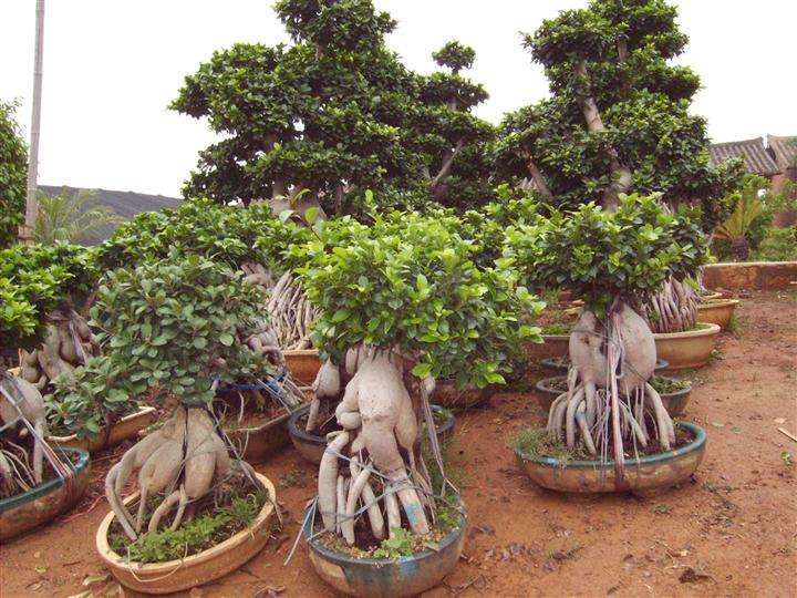 榕树盆景好养吗怎么养,榕树盆景经典造型