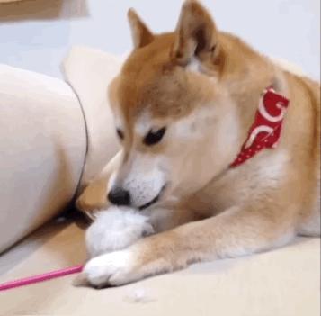 “gaydog”的意思是同性恋狗？gaydog何罪啊？