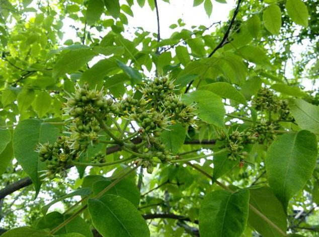 树菠萝种植技术和管理方法,菠萝苗的种植方法和注意事项