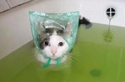 小猫呕吐拉稀吃什么消炎药,二个月小猫拉稀呕吐怎么办