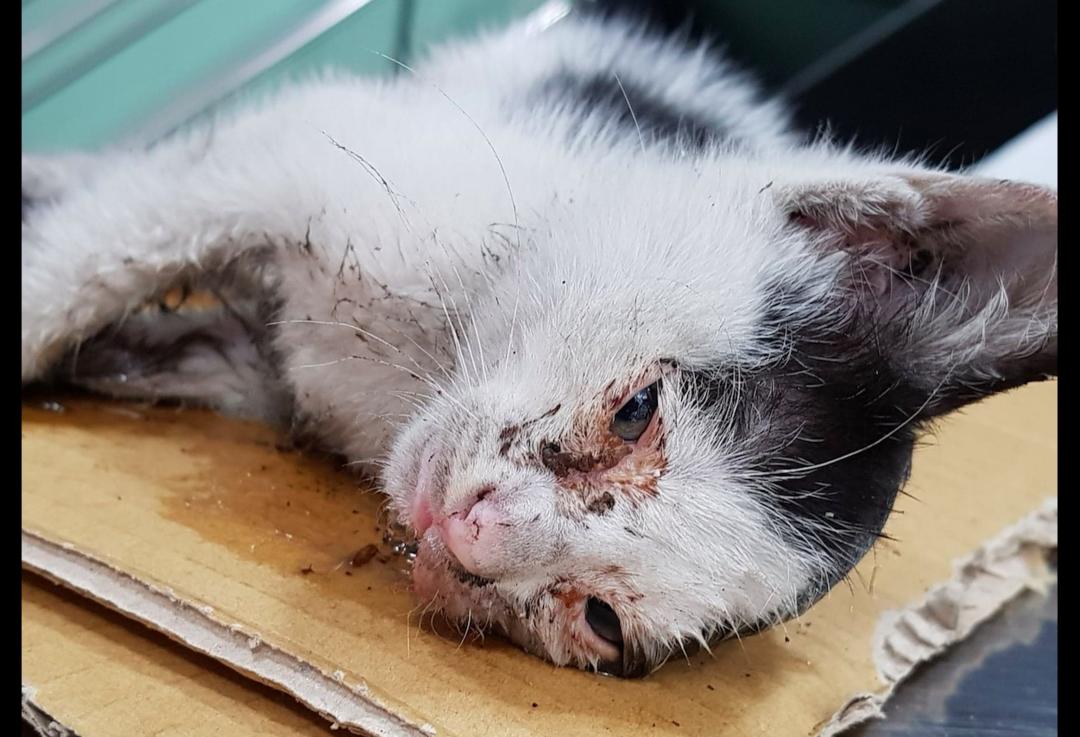 猫踩到了粘鼠板,猫踩到粘鼠板死了