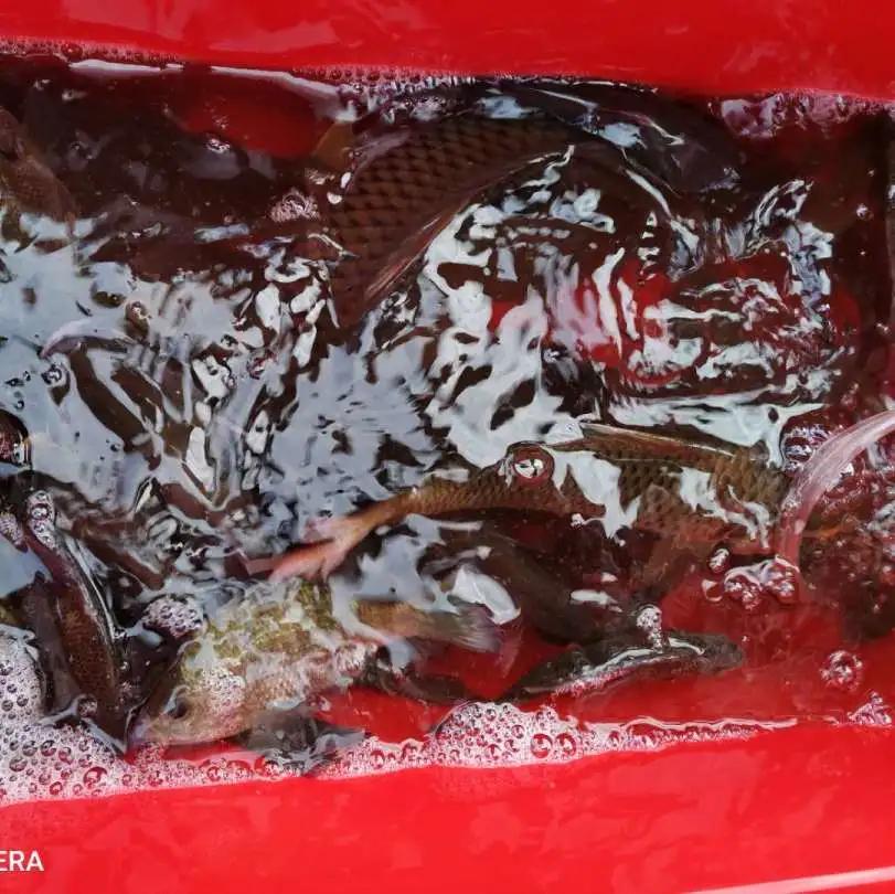 鲁班接待称“每天都可起10多斤的大草鱼”？