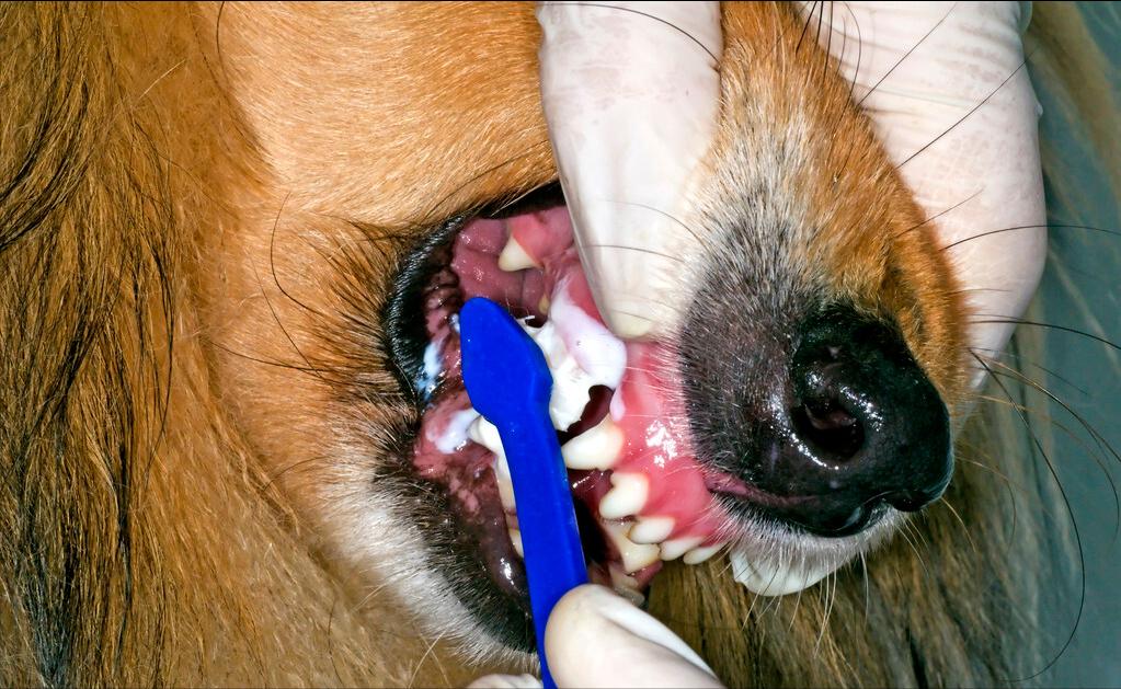 狗狗有体臭怎么办？做完这几件事，臭狗变香狗