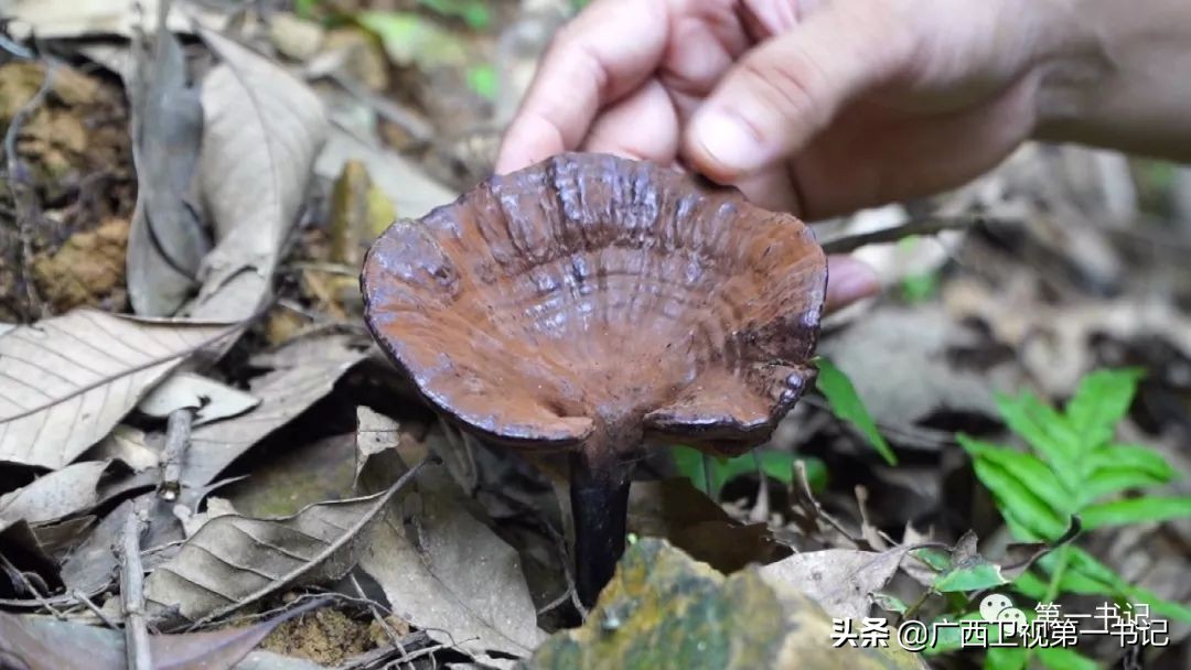 “仙草林”有什么致富宝？“罗曼粉”还可以下“金蛋.......