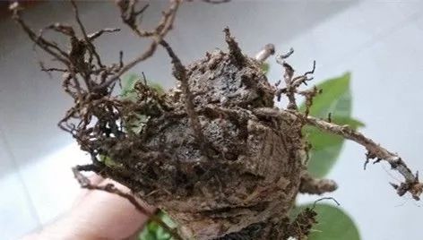 1个洋葱丢盆里,花朵砰砰开,一下能变2个头,省钱了!