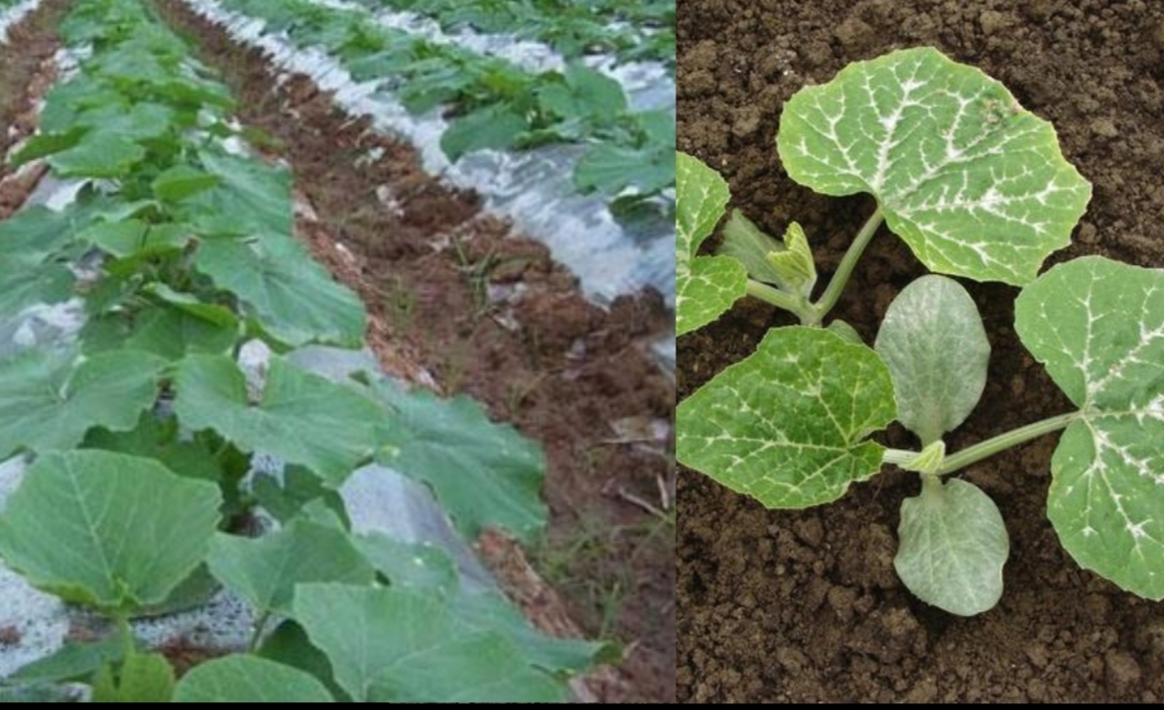 露地种植贝贝南瓜技术与田园管理,如何种出高产南瓜