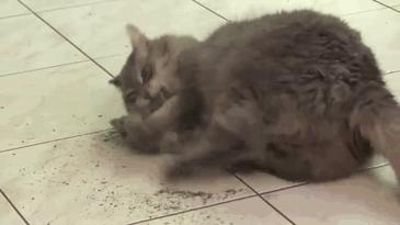 当猫咪第一次吸猫薄荷,猫咪会对薄荷过敏吗