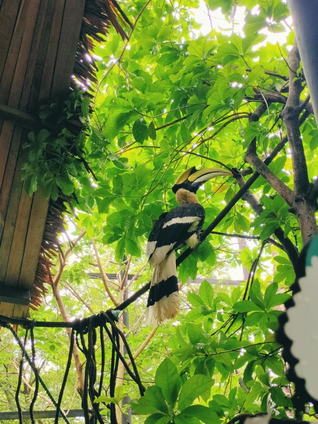 一月广州长隆野生动物园游玩攻略,广州长隆野生动物园半日游玩攻略