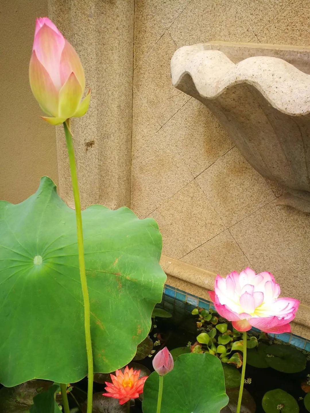 东北花园四季开花植物,北方一年四季都开花的花园