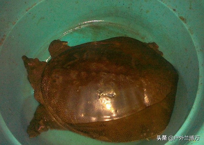 甲鱼针钓甲鱼的技巧,怎样用甲鱼钩钓甲鱼