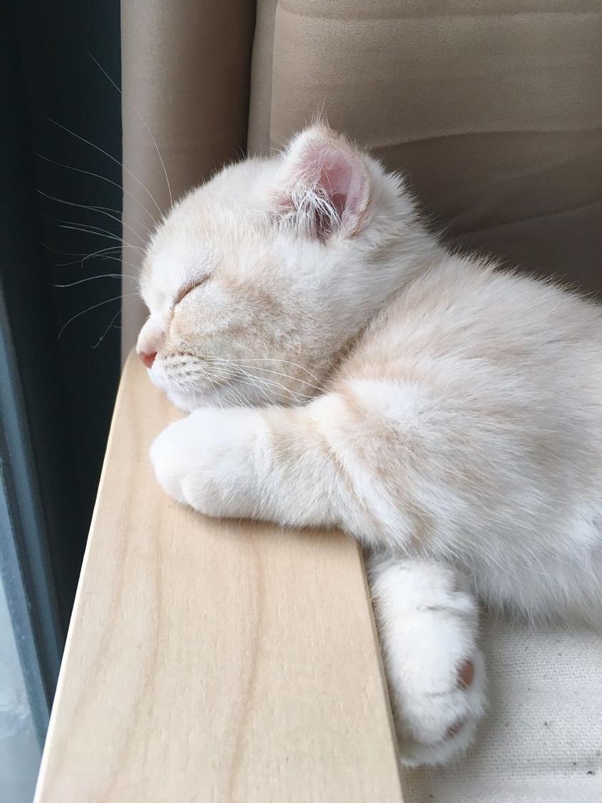 猫咪也比较懒,猫咪为什么白天睡觉晚哼唧