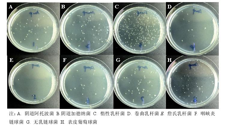 给女票搓了一年内衣，我想明白一个事儿——专用洗衣液微横测